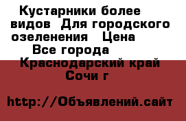 Кустарники более 100 видов. Для городского озеленения › Цена ­ 70 - Все города  »    . Краснодарский край,Сочи г.